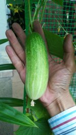 Cucumber.jpg