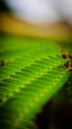 16.3 Leaf Close Up.jpg
