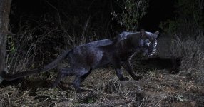 rare-black-leopard-photos-first-time-100-years-will-burrard-lucas-kenya-africa-fb4__700-png.jpg