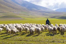 shepherding-is-a-thing-of-the-soul-AdobeStock_98103487-scaled-1.webp