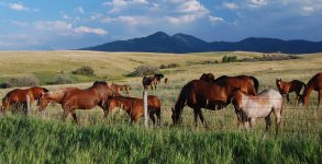 Bozeman-Montana-Horse-Property-For-Sale.jpg