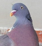 Wood Pigeon Jannah.jpg
