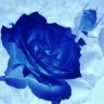 Blue Rose