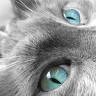 KittyKat