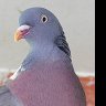 Wood Pigeon