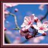 flower of dusk
