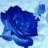 Blue Rose