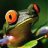 Froggy