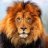 Little_Lion