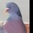 Wood Pigeon