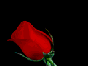 rose-1.gif