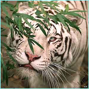 _1768316_tiger4-1.jpg