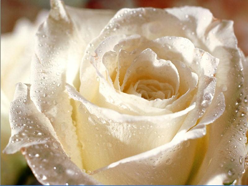 white20roseJPG-1.jpg