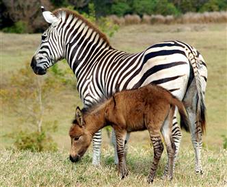 050429_zonkey_hmed_6ahmedium-1.jpg