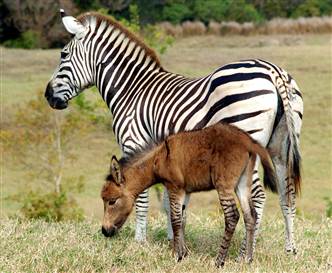 050429 zonkey hmed 6ahmedium 1 - cool zonkey! SubhanAllah!!!