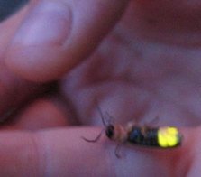 firefly 1 - Wonders of Allah in Fireflies
