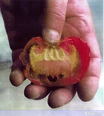 Allah_Tomato-1.jpg