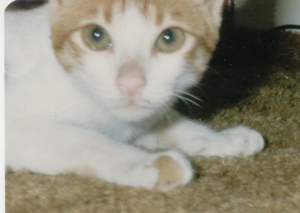 billi1-1.jpg