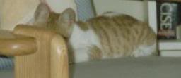 billi2-1.jpg
