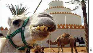  1702393 camelap300 1 - Camel Urine Cure Humans
