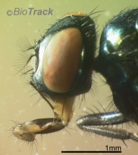 sheepfly-1.jpg