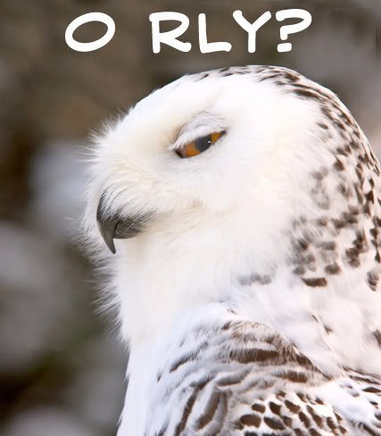 orlybig-1.jpg