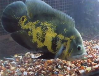 Fish-1.jpg