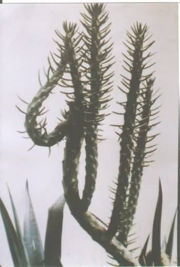 cactustree-1.jpg