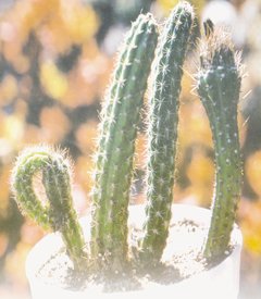 genus-1.jpg