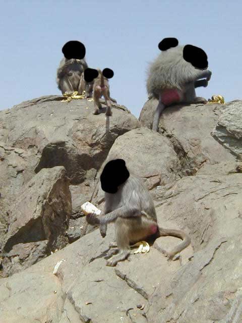 Anonymous20Monkeys20in20Taaif_jpg-2.jpg