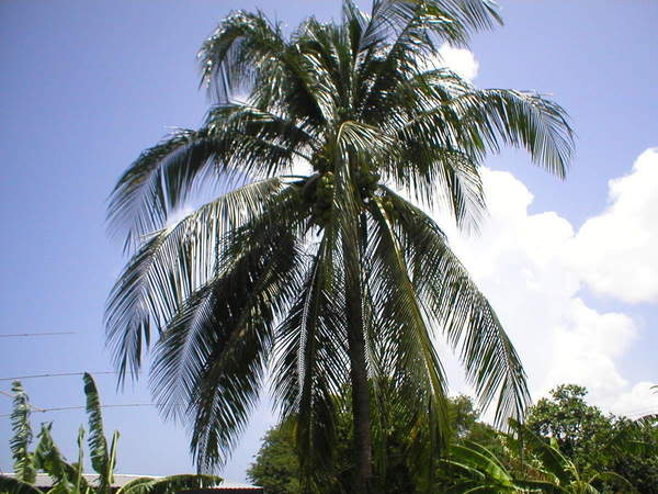 CoconutTree2-1.jpg