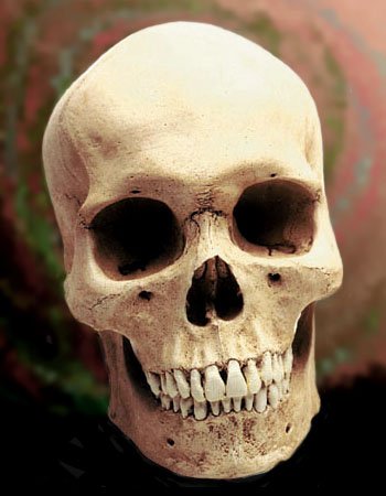 human_male_skull-1.jpg