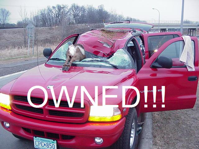 owneddeerango-1.jpg