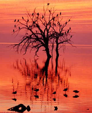 salton_sea_milt_friend_320px-1.jpg