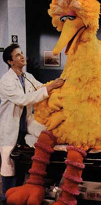 bigbird-1.jpg