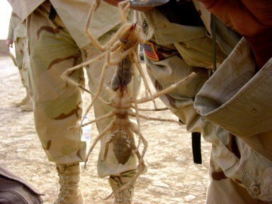 camel_spider-2.jpg