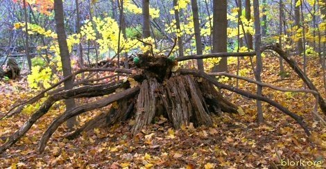 spiderwoods-2.jpg