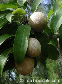 0982s-4.jpg