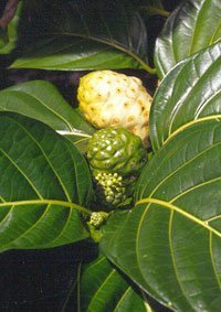 botany2-2.jpg