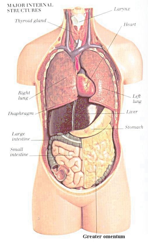 I1013anatomy 1 - Robots...