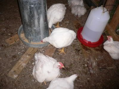 chickens-2.jpg