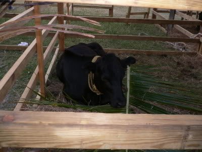cow1-2.jpg