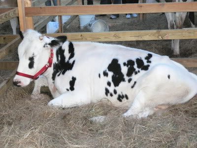 cow4-2.jpg