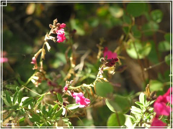 flower-1.jpg