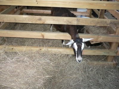 goat-2.jpg