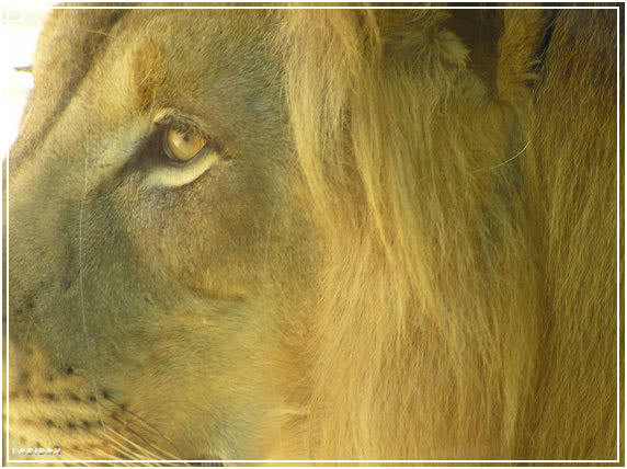 lion1-1.jpg