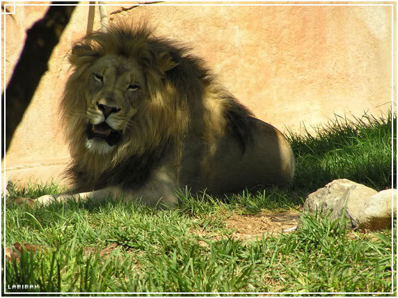 lion2-2.jpg