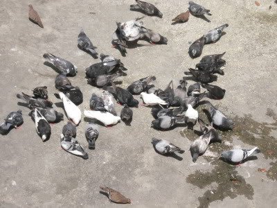 pigeons6-2.jpg