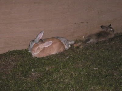 rabbits2-2.jpg