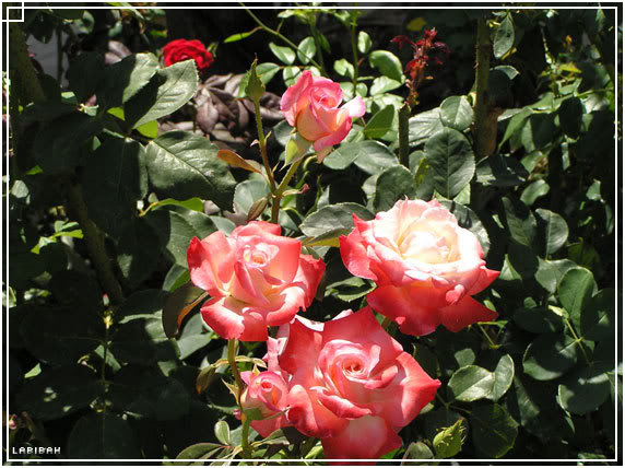 roses-1.jpg